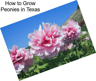 How to Grow Peonies in Texas