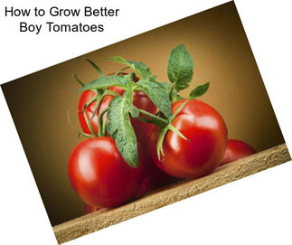 How to Grow Better Boy Tomatoes
