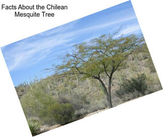 Facts About the Chilean Mesquite Tree