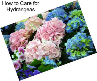 How to Care for Hydrangeas