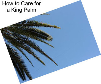 How to Care for a King Palm