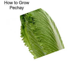 How to Grow Pechay
