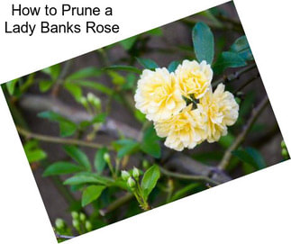 How to Prune a Lady Banks Rose