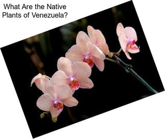 What Are the Native Plants of Venezuela?