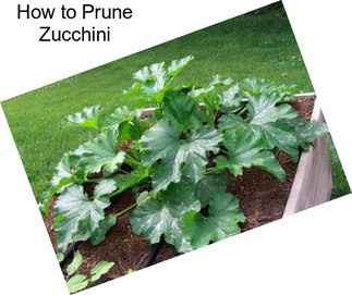 How to Prune Zucchini