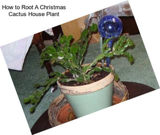 How to Root A Christmas Cactus House Plant