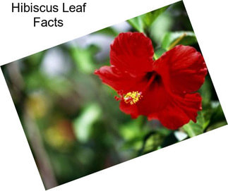 Hibiscus Leaf Facts