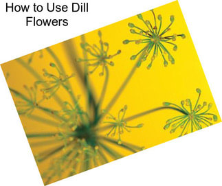 How to Use Dill Flowers