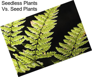 Seedless Plants Vs. Seed Plants