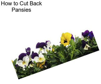 How to Cut Back Pansies