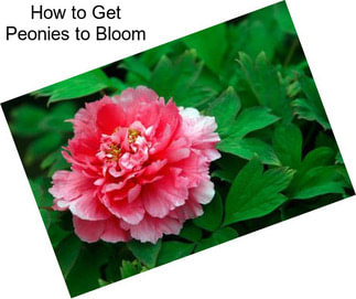 How to Get Peonies to Bloom