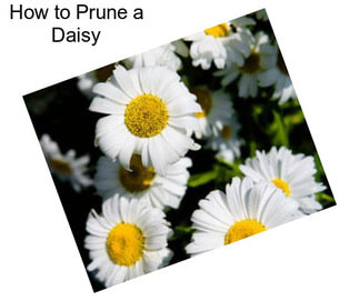 How to Prune a Daisy