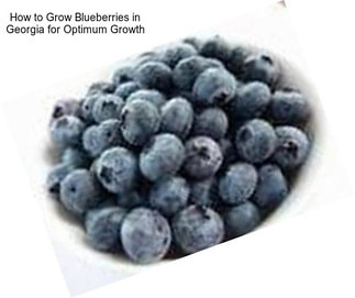 How to Grow Blueberries in Georgia for Optimum Growth