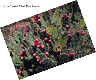 How to Freeze a Prickly Pear Cactus