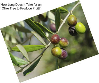 How Long Does It Take for an Olive Tree to Produce Fruit?