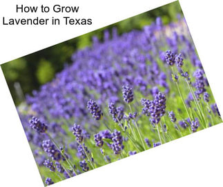 How to Grow Lavender in Texas