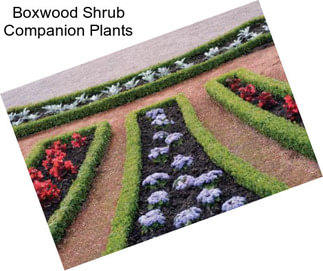 Boxwood Shrub Companion Plants