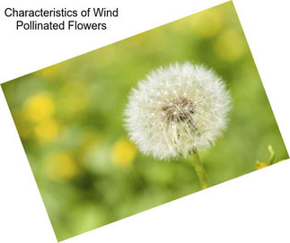 Characteristics of Wind Pollinated Flowers