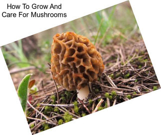 How To Grow And Care For Mushrooms