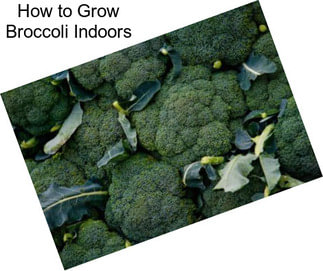 How to Grow Broccoli Indoors