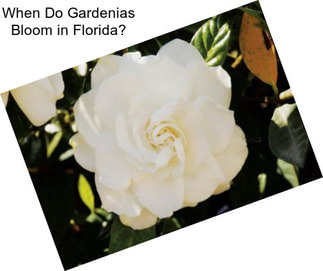 When Do Gardenias Bloom in Florida?