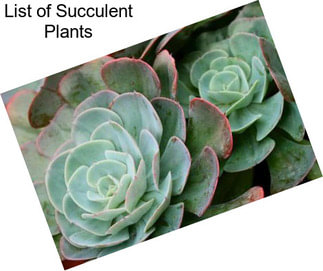 List of Succulent Plants