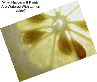 What Happens If Plants Are Watered With Lemon Juice?