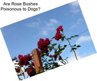 Are Rose Bushes Poisonous to Dogs?