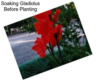 Soaking Gladiolus Before Planting