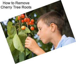 How to Remove Cherry Tree Roots
