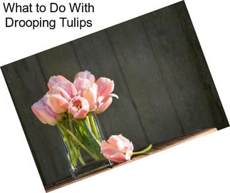 What to Do With Drooping Tulips