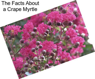 The Facts About a Crape Myrtle