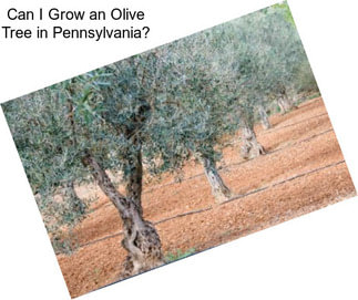 Can I Grow an Olive Tree in Pennsylvania?