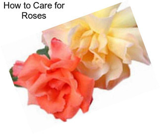 How to Care for Roses