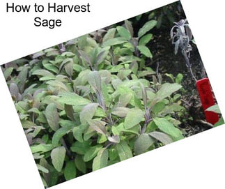 How to Harvest Sage