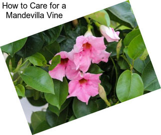 How to Care for a Mandevilla Vine