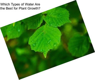 Which Types of Water Are the Best for Plant Growth?