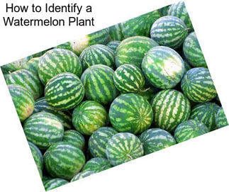 How to Identify a Watermelon Plant