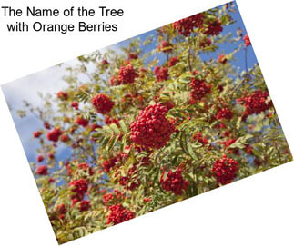The Name of the Tree with Orange Berries