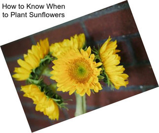 How to Know When to Plant Sunflowers