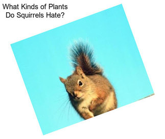 What Kinds of Plants Do Squirrels Hate?