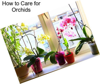 How to Care for Orchids