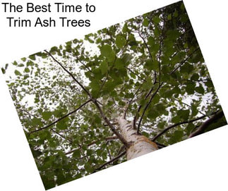 The Best Time to Trim Ash Trees