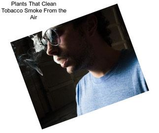 Plants That Clean Tobacco Smoke From the Air