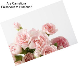 Are Carnations Poisonous to Humans?