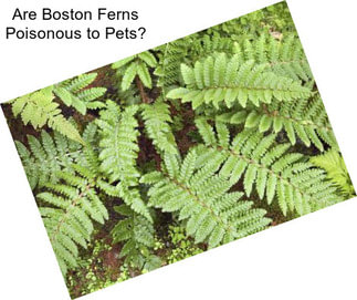 Are Boston Ferns Poisonous to Pets?