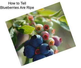 How to Tell Blueberries Are Ripe