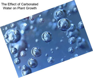 The Effect of Carbonated Water on Plant Growth