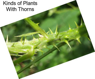 Kinds of Plants With Thorns