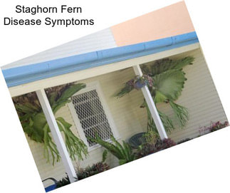 Staghorn Fern Disease Symptoms